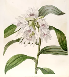 Thunia alba (als Syn. Phaius albus)